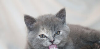 ile kosztuje szczepienie kota