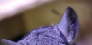 ile kosztuje szynszyl