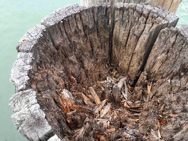 Jak zrobić smakowe shoty? Jak zrobić smakowe shoty?