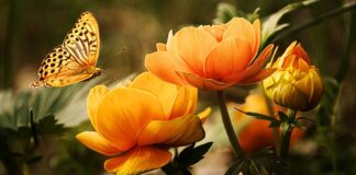 Czy nektar pomarańczowy jest zdrowy?