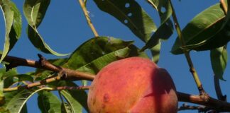 Co to znaczy że coś jest natywne?