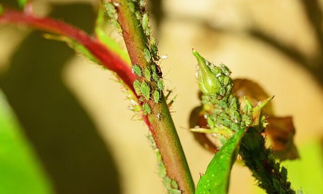 Czy codzienne picie soków jest zdrowe?