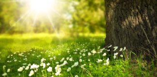 Czy skoszona trawa nadaje się na ściółkę?