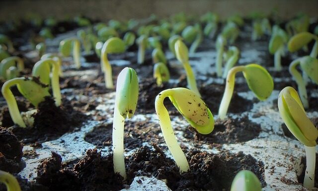 Czy produkty z soi są zdrowe?