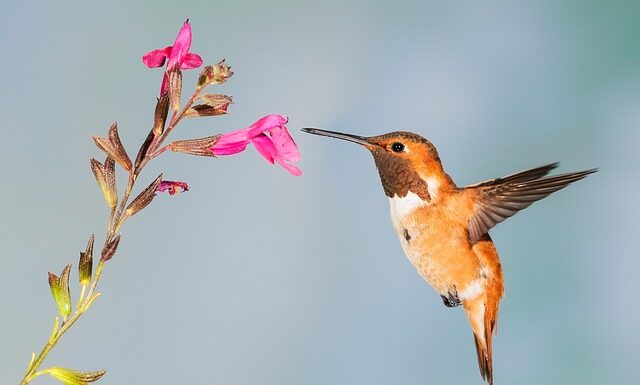 Co to znaczy nektar?