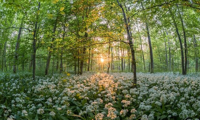 Jak zrobić sos czosnkowy?