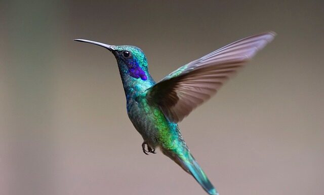 Jak zrobić nektar dla kolibrów?