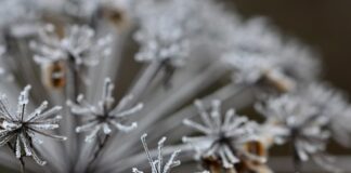 Czy warto pić sok z marchwi?