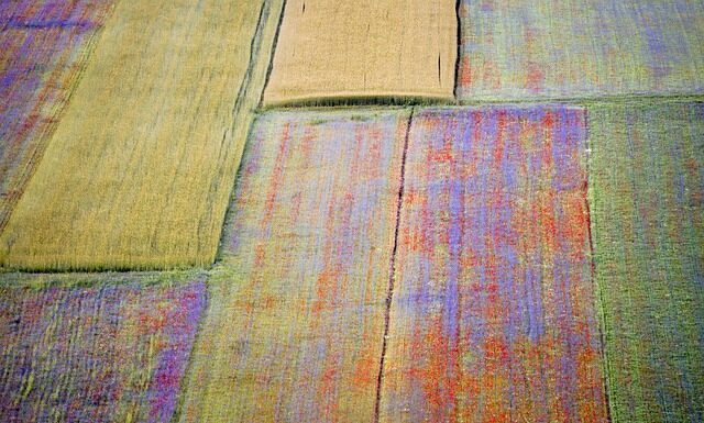 Która soczewica jest zdrowsza?