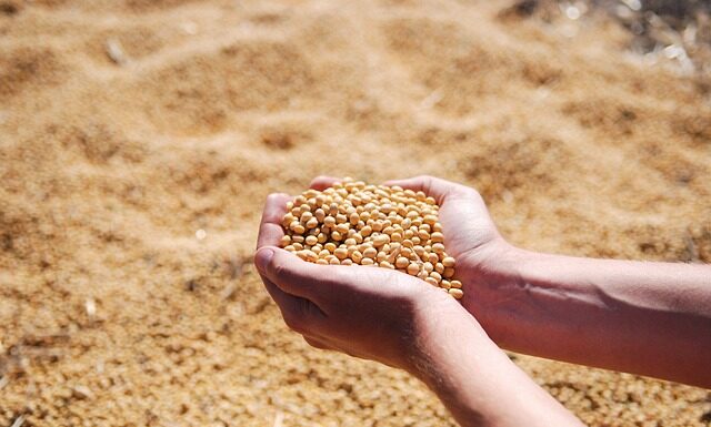 Czy napój sojowy i mleko sojowe to to samo?