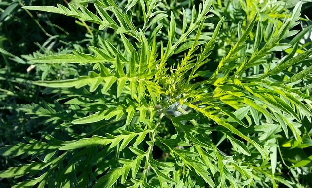 Co to była ambrozja?