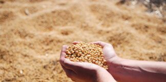 Jaka jest różnica między sosem sojowym jasnym a ciemnym?