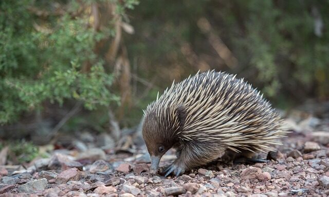 Co zamiast kolczatki dla psa?