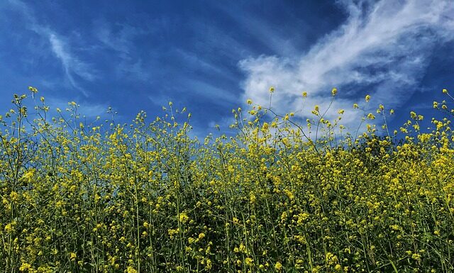 Jak zrobić sos z musztardy?