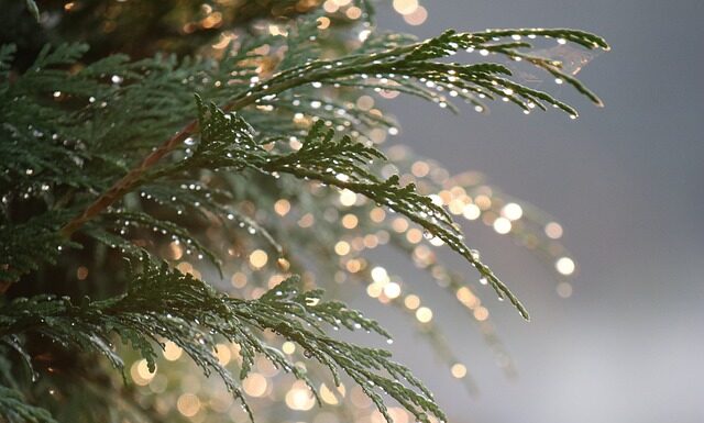 Czy tuja jest zdrowym drzewem?