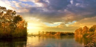 Jak utrwalić liście?