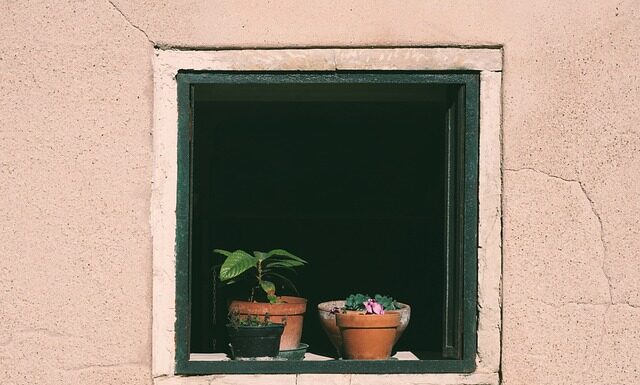 Co ile trzeba podlewać nasiona?