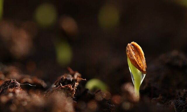 Po jakim czasie kiełkują nasiona?