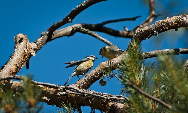 Czy chrust z lasu jest za darmo?