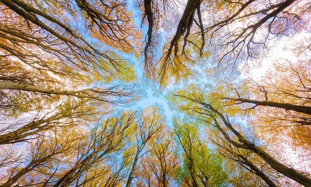 Ile kosztuje metr Buka w lesie?