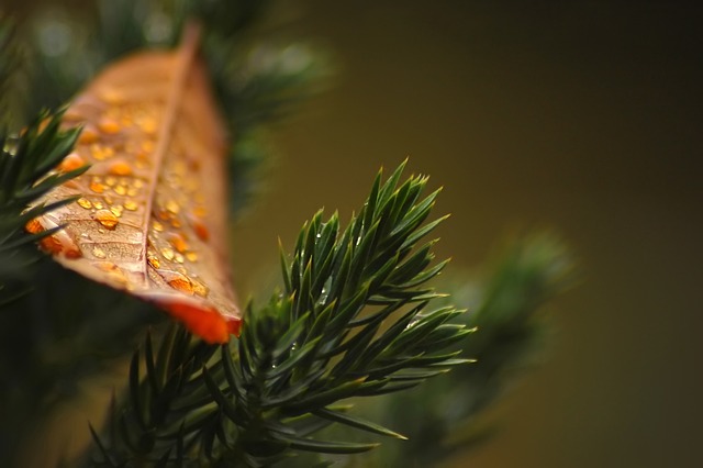 Czy tuje wyciszają? Czy tuje wyciszają?