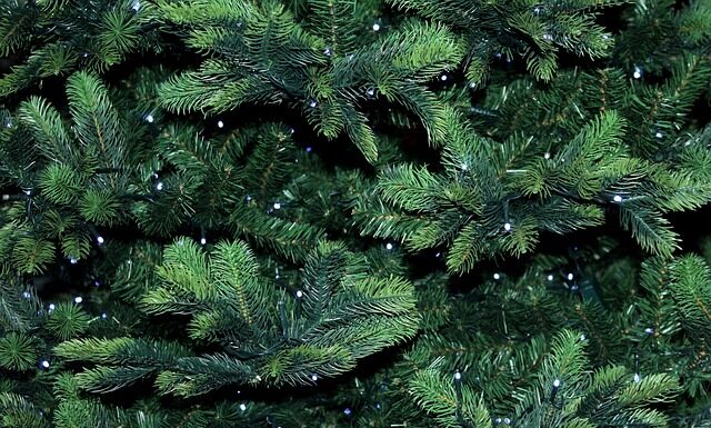 Jakie iglaki szybko rosną?