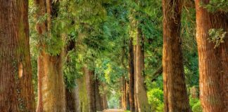 Jakich drzew nie sadzić w ogrodzie? Jakich drzew nie sadzić w ogrodzie?