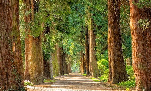 Jakich drzew nie sadzić w ogrodzie?