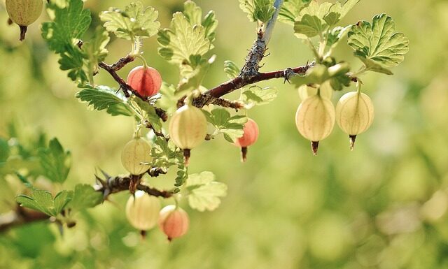 Jakie krzewy iglaste ozdobne?