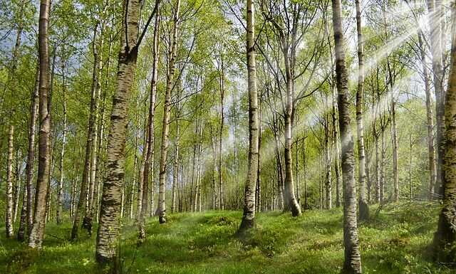 Czy kleszcze lubią tuje?