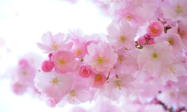 Jakie rośliny wyrosną z pestki?