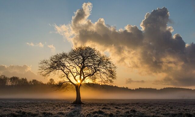 Co lepsze do palenia dąb czy buk?