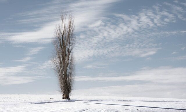 Jak się pali topola w kominku?