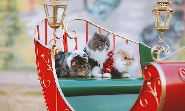 Jak przechowywać swetry z kaszmiru?