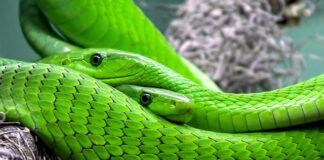 Jak wtopić węże pszczelarskie?