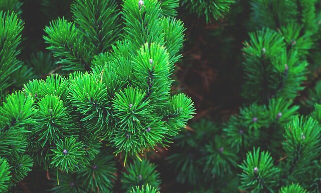 Z jakiej choinki nie opadają igły?