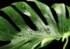 Czy monstera musi mieć palik? Czy monstera musi mieć palik?