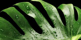 Czy monstera musi mieć palik?