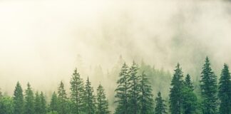 Jaki świerk do małego ogrodu? Jaki świerk do małego ogrodu?