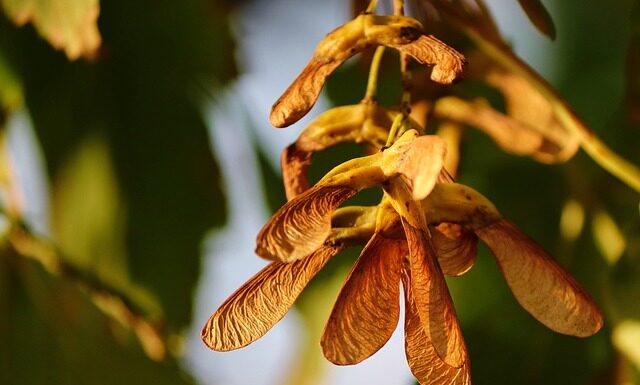 Kiedy rozmnażać krzewy?