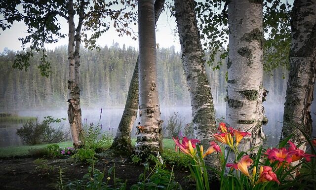 Ile kosztuje metr brzozy do kominka?