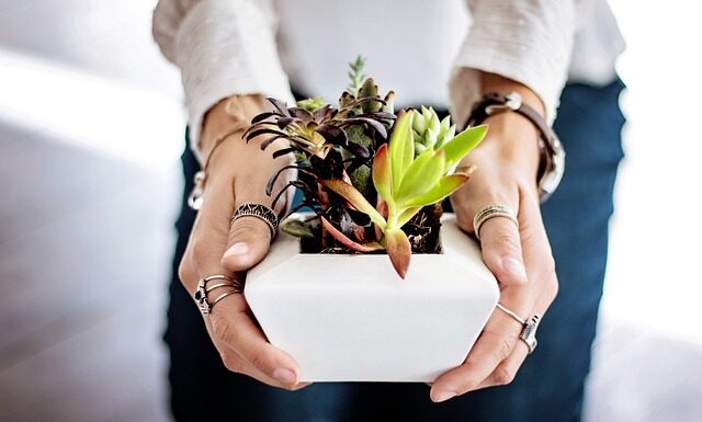 W jakiej odległości sadzimy iglaki?