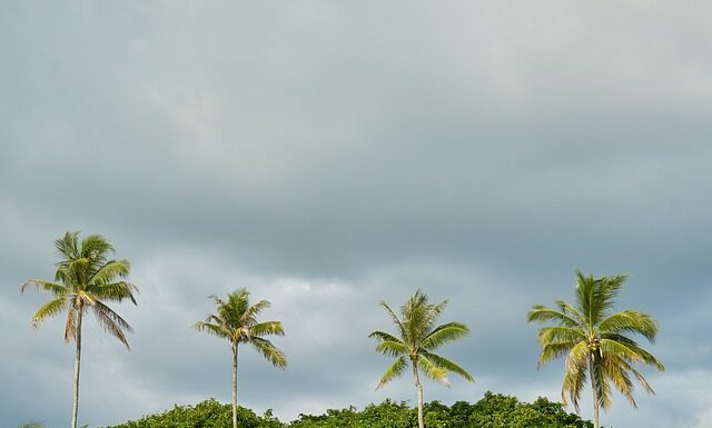 Co posadzić wokół płotu? Co posadzić wokół płotu?