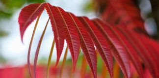 Co to jest sumac po polsku?