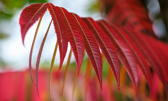 Co to jest sumac po polsku?