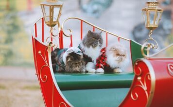 Jak składać swetry do szafy? Jak składać swetry do szafy?