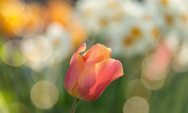 Co najszybciej rośnie w ogrodzie?