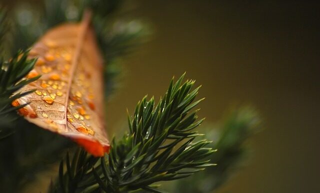 Czy tuje sadzi się w pobliżu drzew owocowych? Czy tuje sadzi się w pobliżu drzew owocowych?