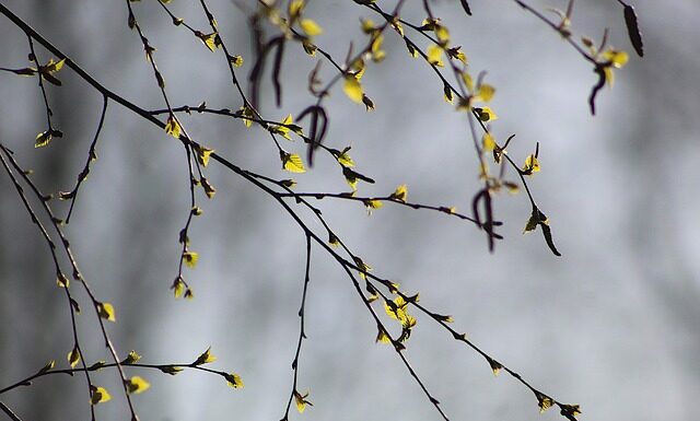 Czy brzoza dobrze się pali?