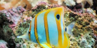 Ile waży 1 metr drutu miedzianego?